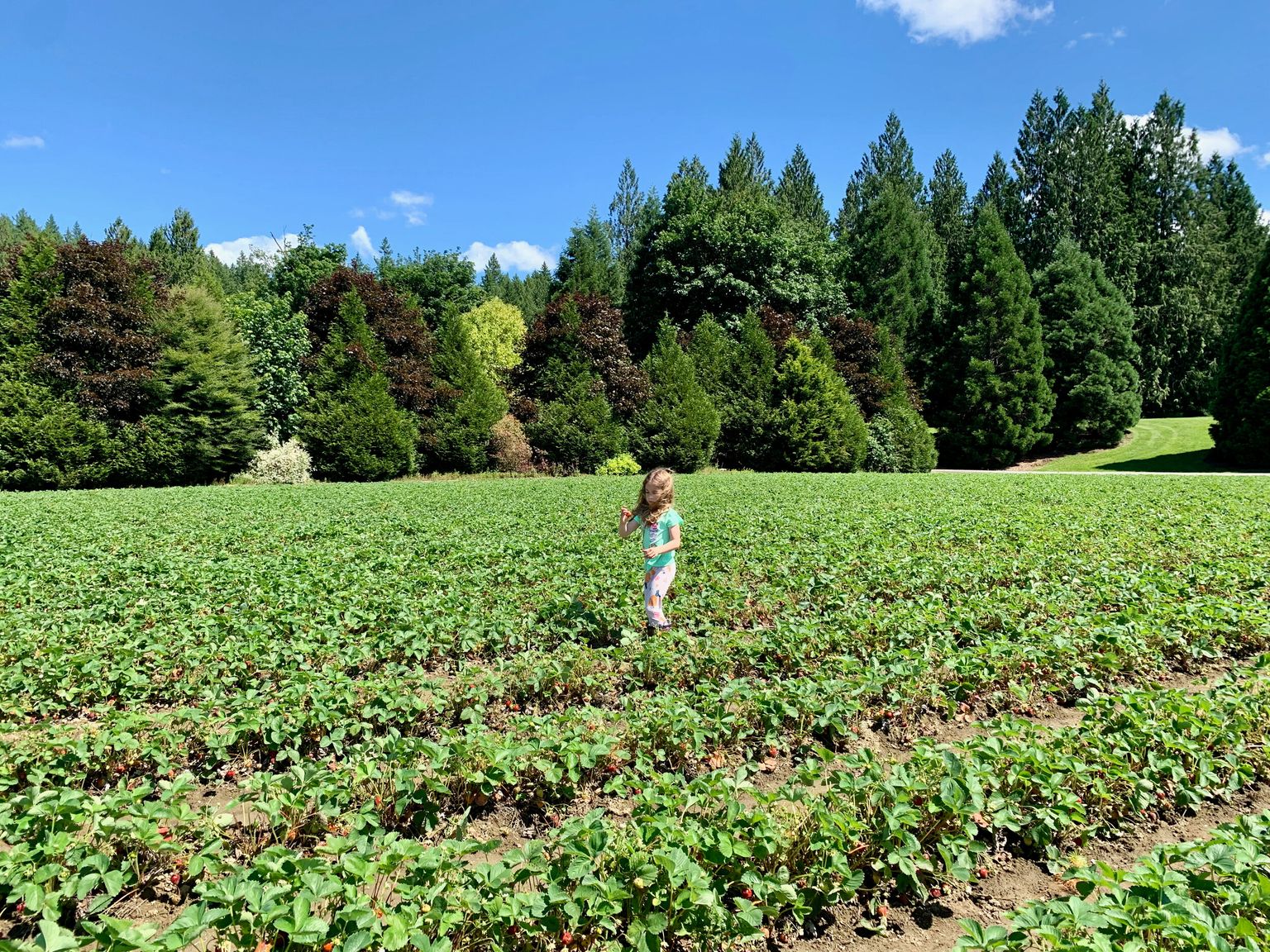 I'm spotting strawberries!