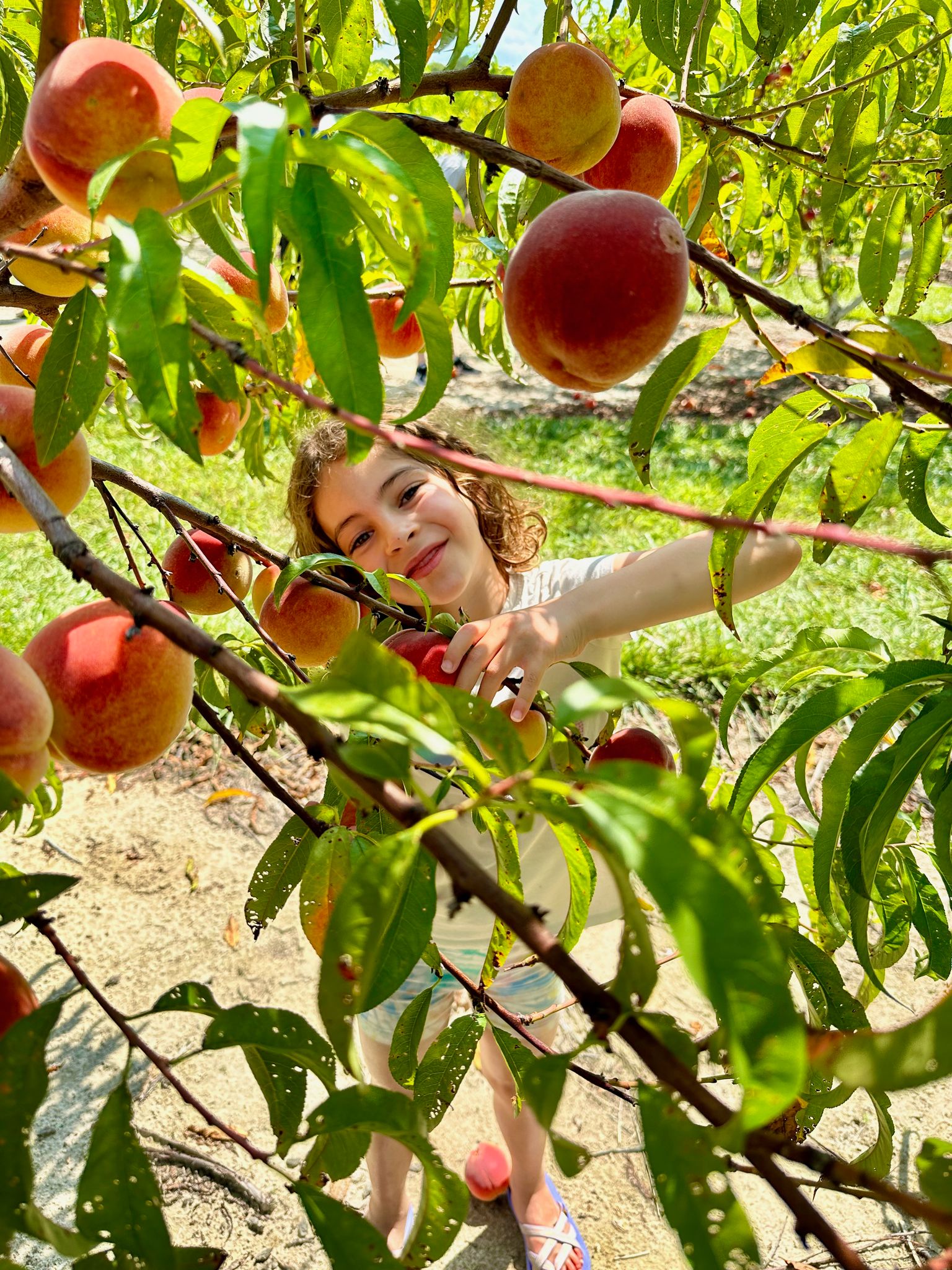 I'm plucking peaches!