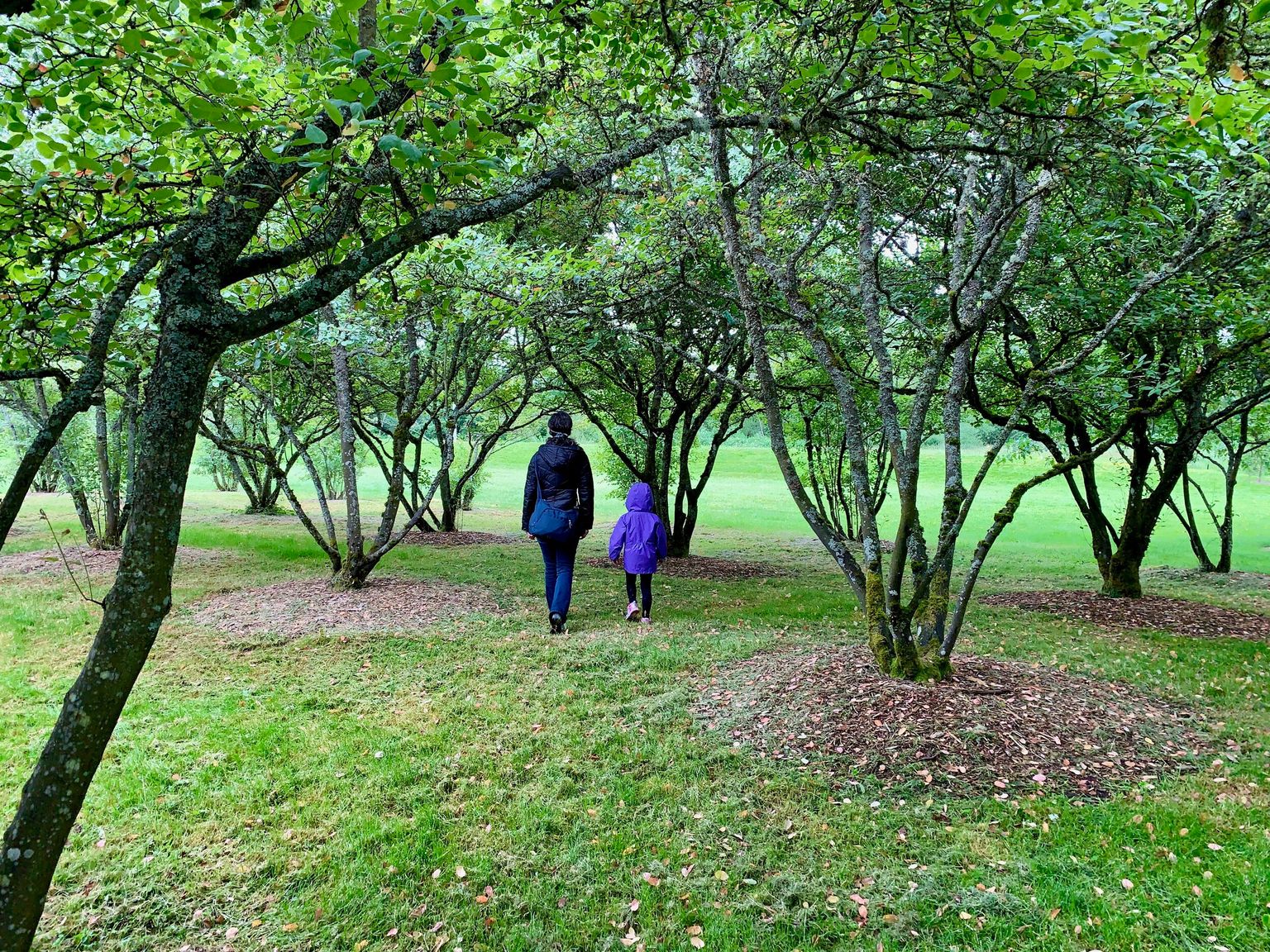 I'm enjoying the orchard!