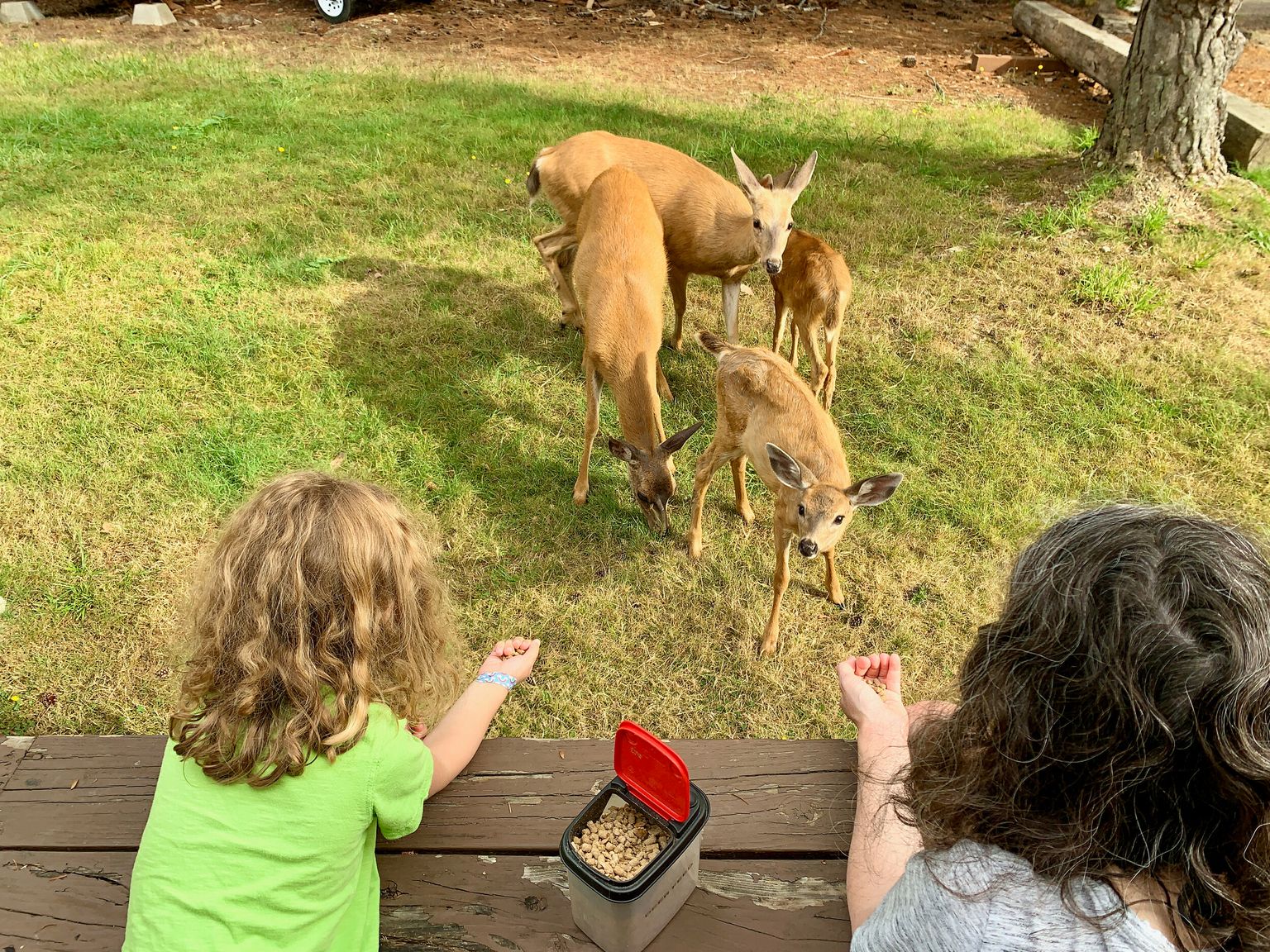 I'm feeding deer!