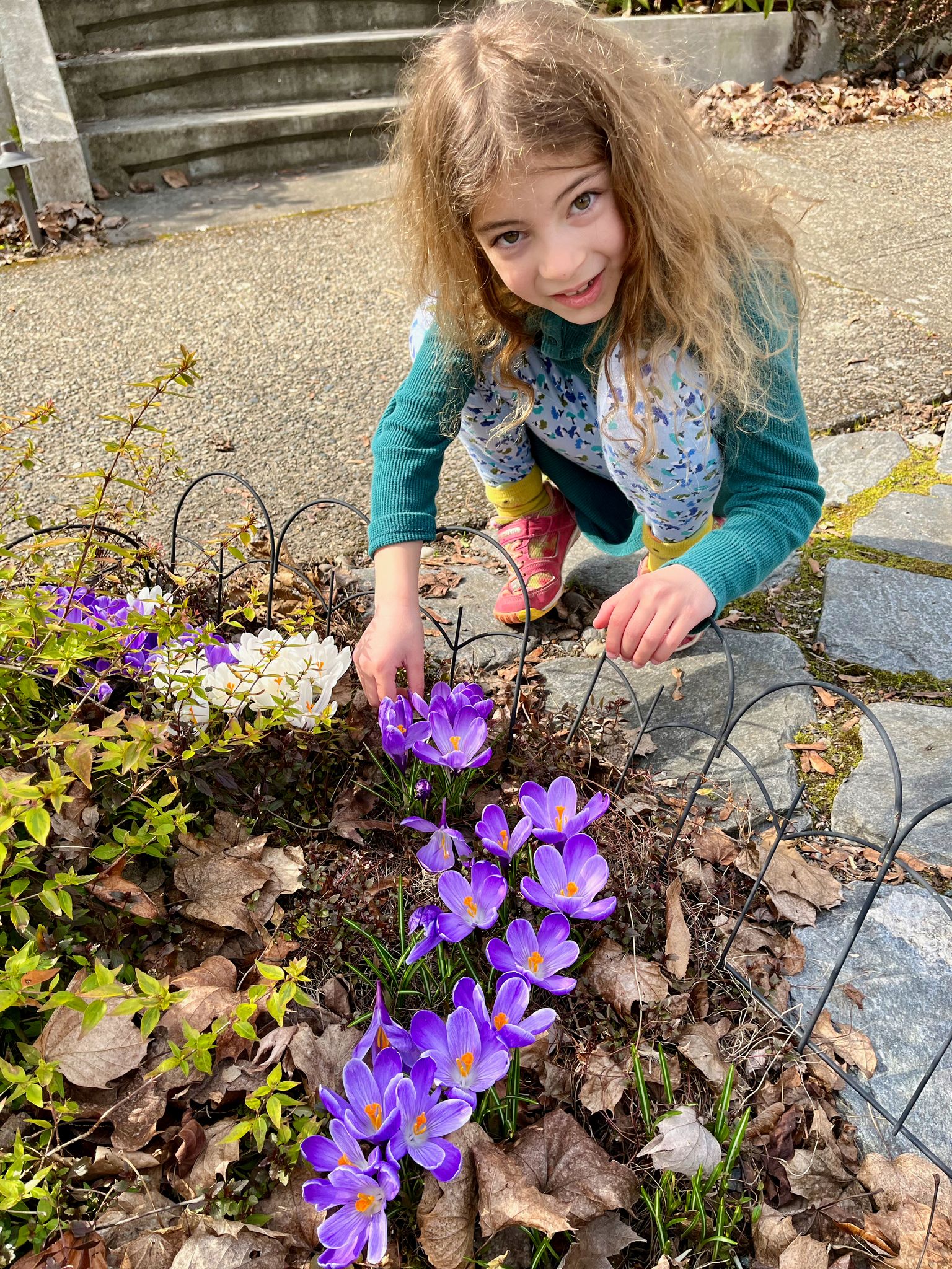 I'm checking on crocuses!