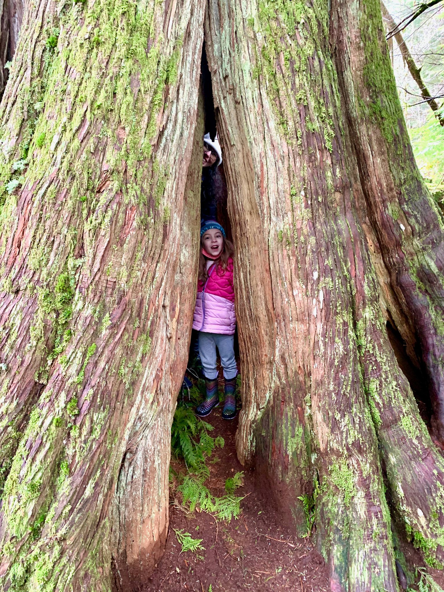 I'm trolling in trees!