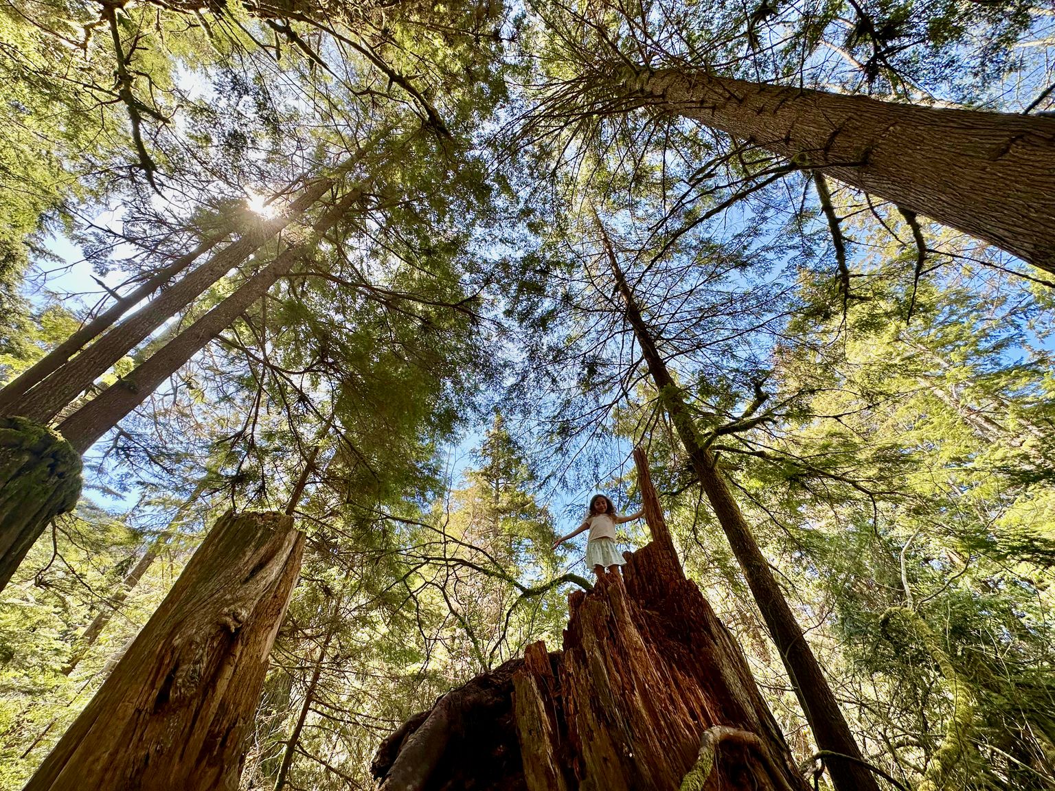 I'm towered by trees!