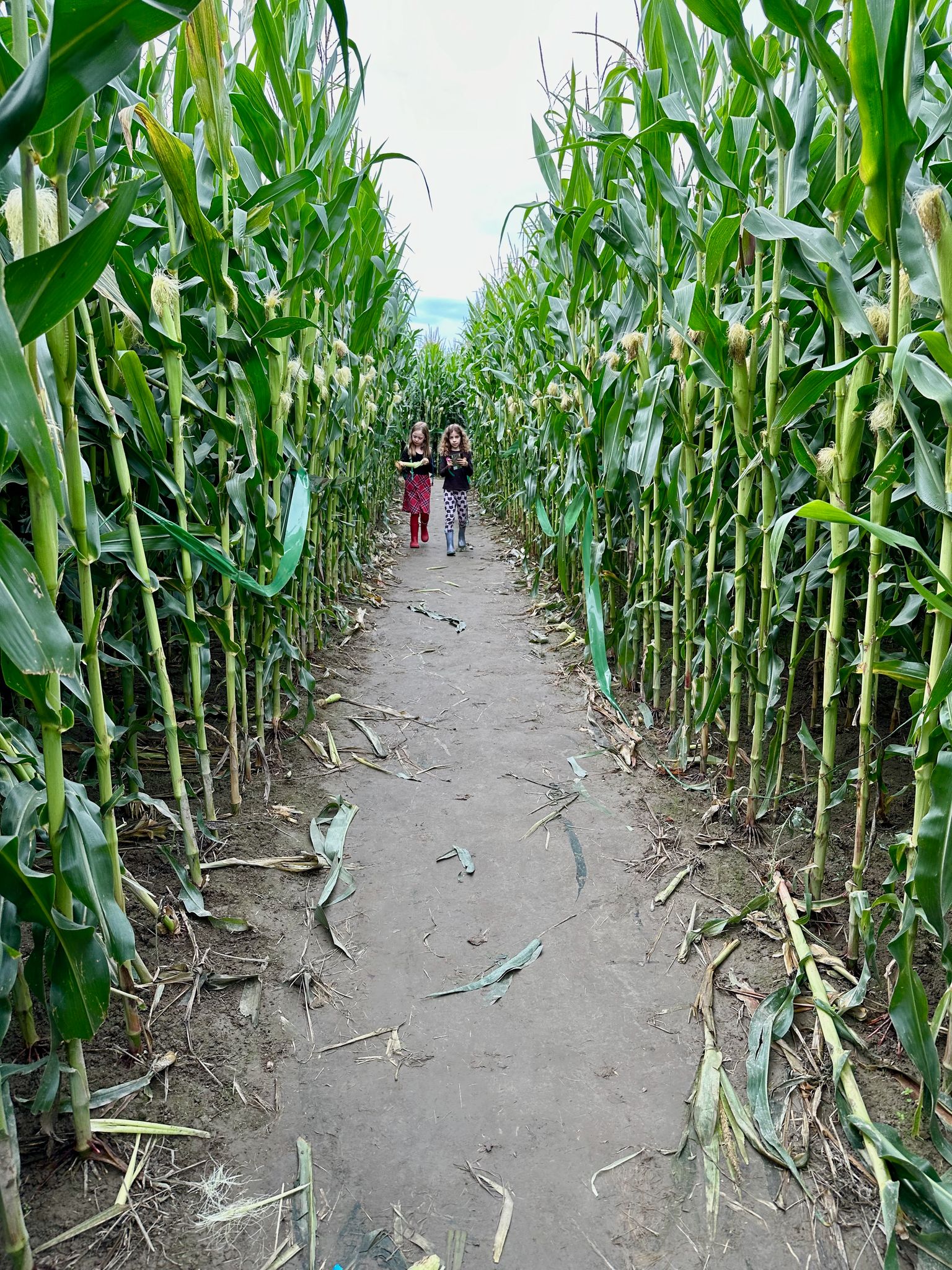 I'm amazed by this corn maze!